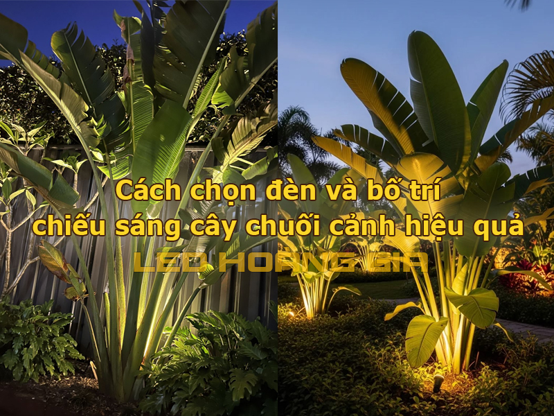 Cách chọn đèn và bố trí chiếu sáng cây chuối cảnh hiệu quả