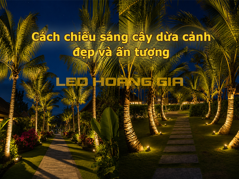 Cách chiếu sáng cây dừa cảnh đẹp và ấn tượng