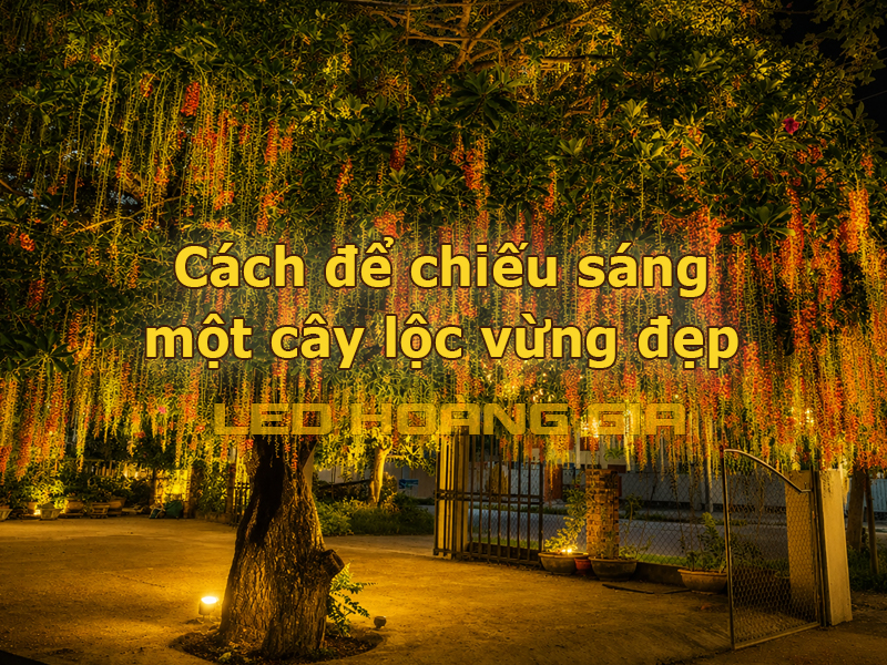 Cách để chiếu sáng một cây lộc vừng đẹp
