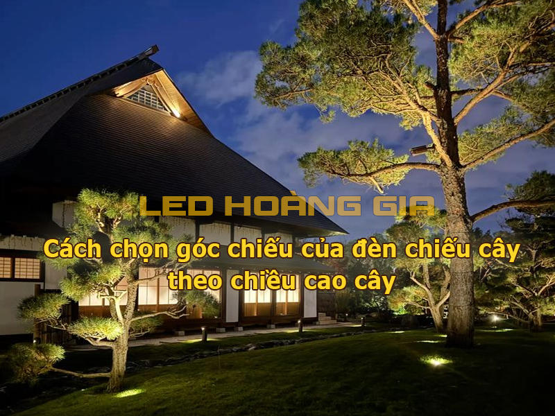 Cách chọn góc chiếu của đèn chiếu cây theo chiều cao cây