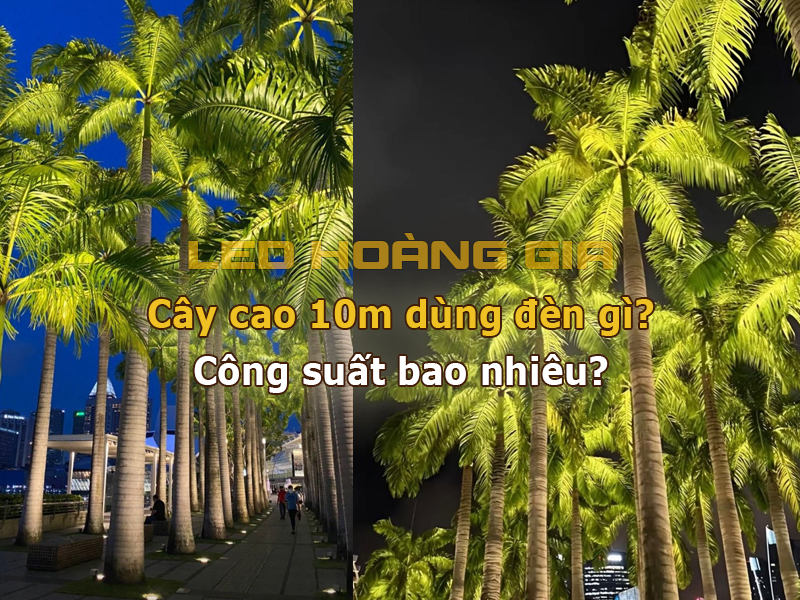 Cây cao 10m lắp đèn gì?