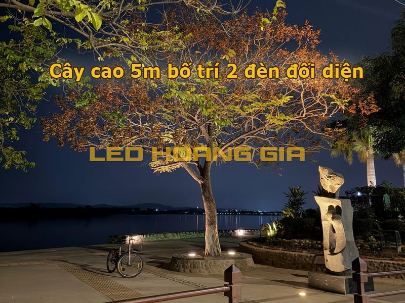 Cây cao 5m bố trí 5 đèn