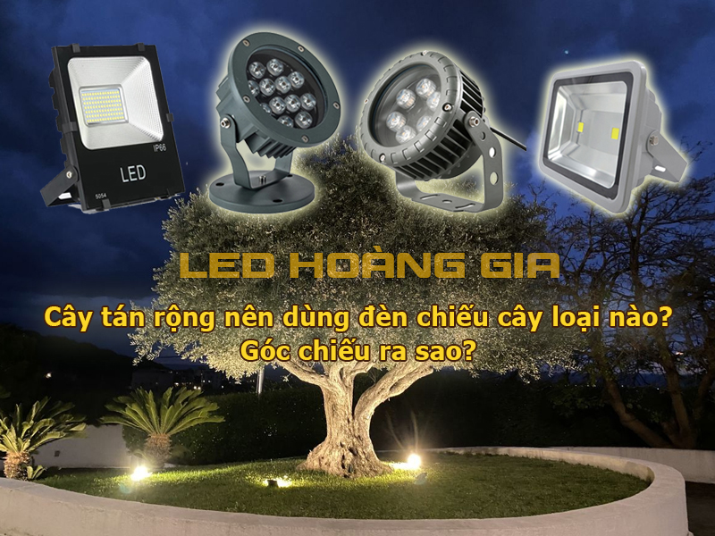 Cây tán rộng nên dùng đèn chiếu cây loại nào Góc chiếu ra sao