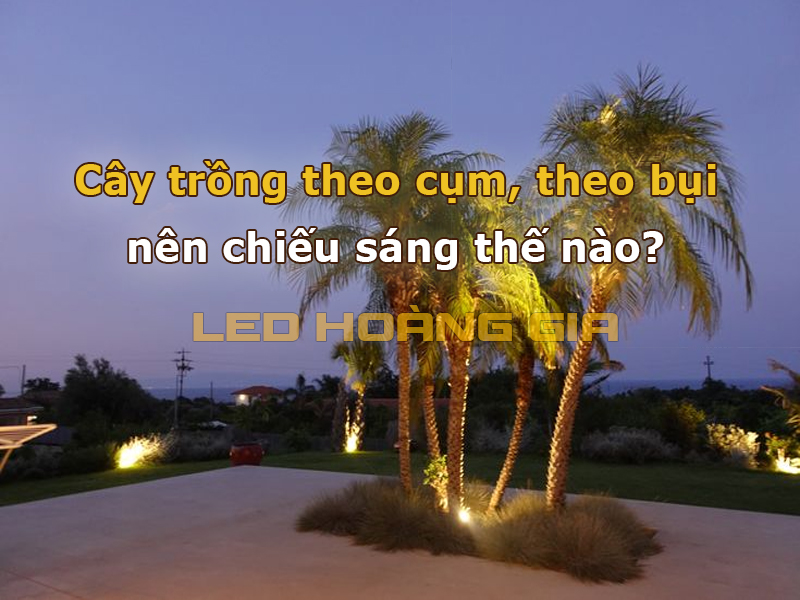 Cây trồng theo cụm, theo bụi nên chiếu sáng thế nào