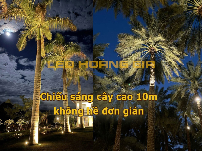 Chiếu cây cao 10m không hề đơn giản