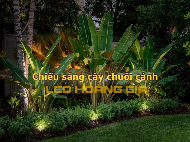 Lắp đèn chiếu sáng cây chuối cảnh