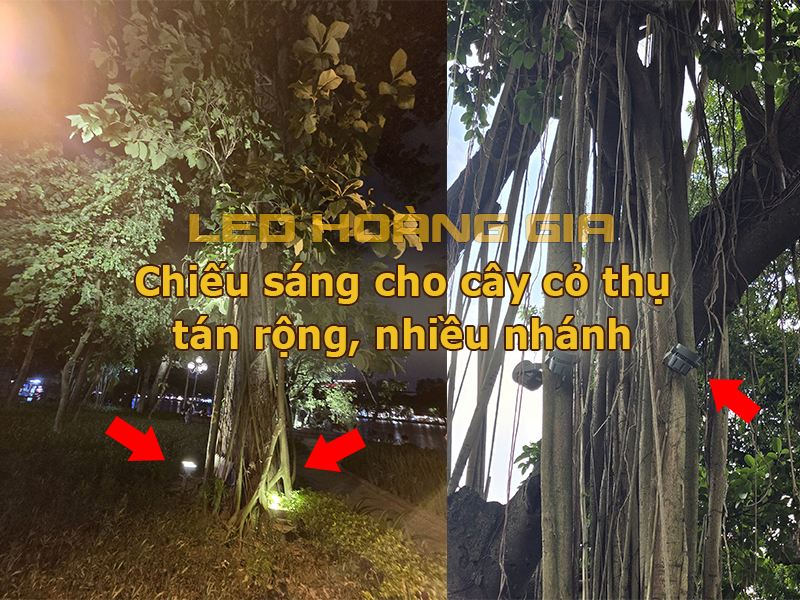 Chiếu sáng cây cổ thụ nhiều nhánh