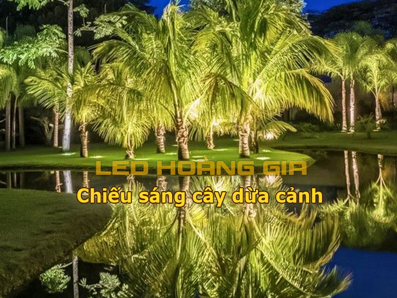 Chiếu sáng cây dừa cảnh