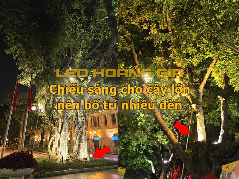 Chiếu sáng cho cây lớn nên bố trí nhiều đèn