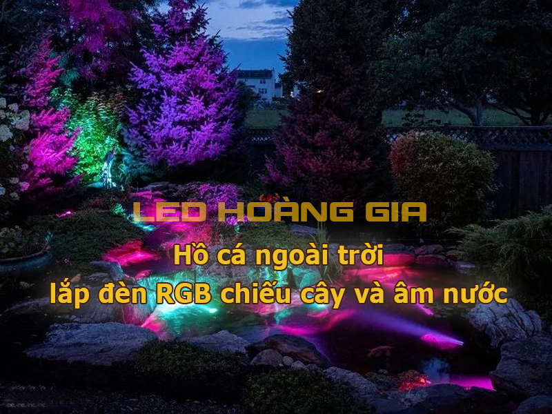 Hồ cá lắp đèn RGB chiếu cây và âm nước