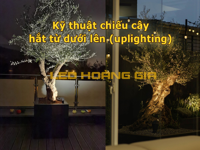 Kỹ thuật chiếu cây hắt từ dưới lên (uplighting)