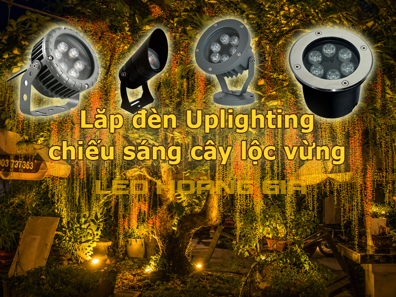 Chiếu sáng từ dưới lên (Uplighting) cho cây lộc vừng
