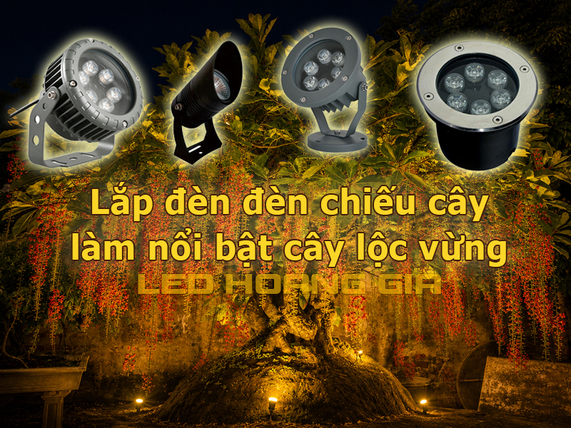 Lắp đèn chiếu sáng giúp làm nổi bật cây lộc vừng