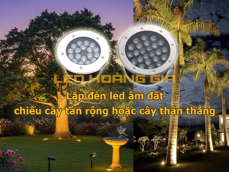 Lắp đèn led âm đất chiếu cây thân thẳng và cây tán rộng