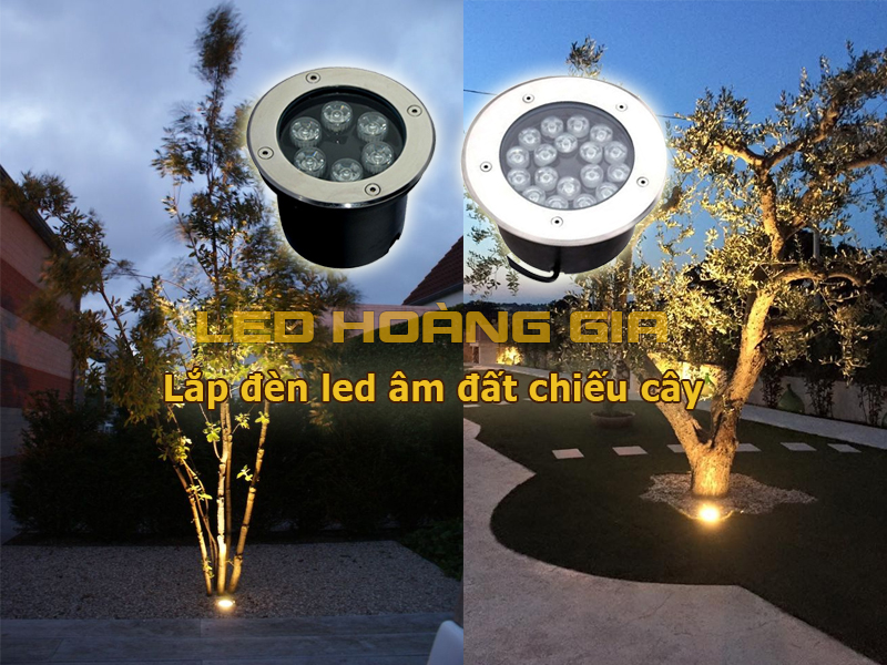 Lắp đèn LED âm đất chiếu cây