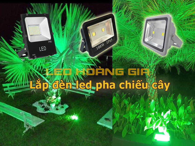 Lắp đèn pha led chiếu cây