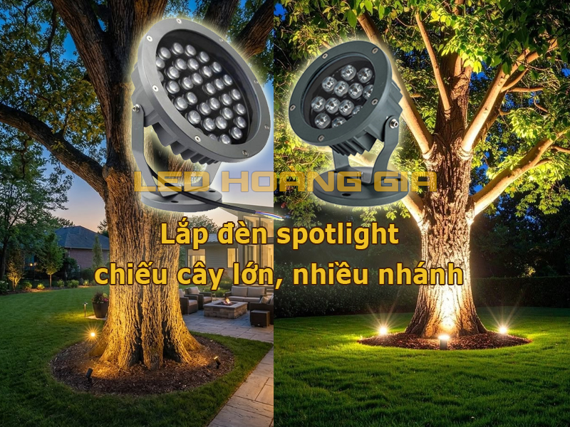 Lắp đèn led spotlight cho cây bóng mát, cây nhiều nhánh