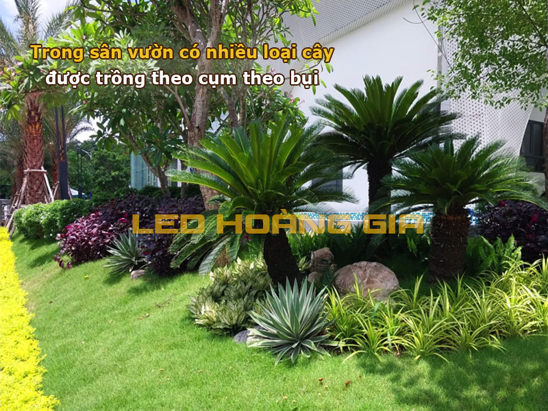 Trong sân vườn nhiều loại cây được trồng theo cụm theo bui
