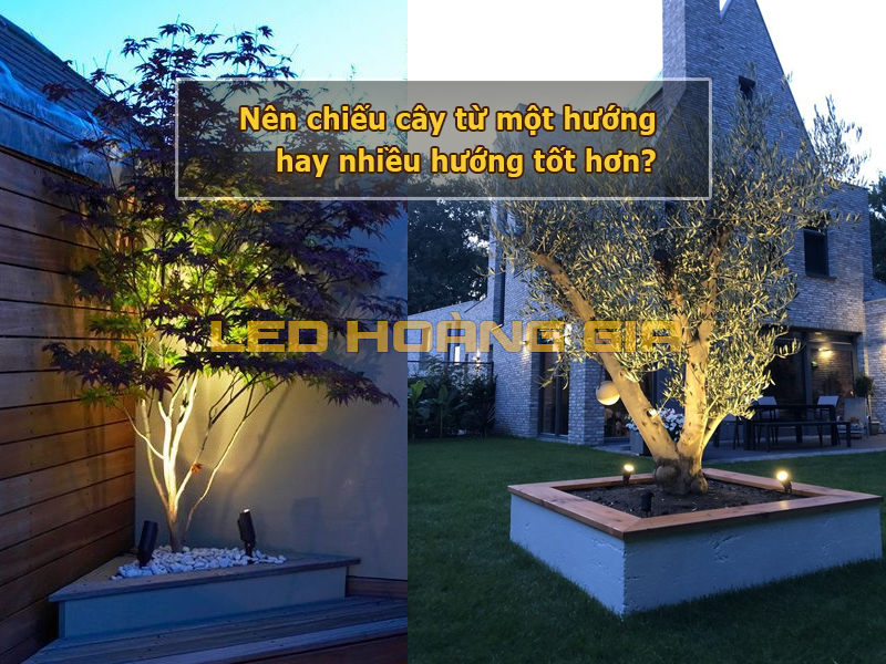 Nên chiếu cây từ một hướng hay nhiều hướng tốt hơn?