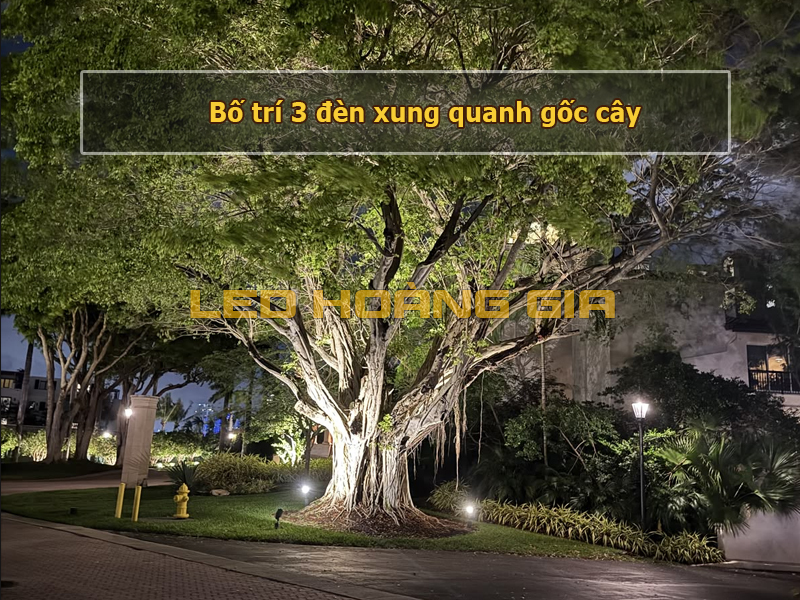 Đặt 3 đèn xung quanh gốc cây