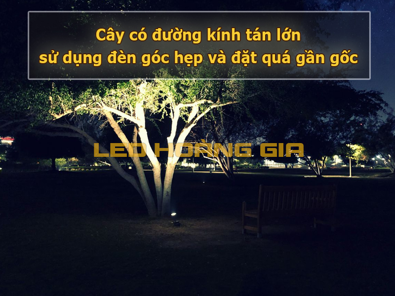 cây có đường kính tán lớn nhưng sử dụng đèn góc hẹp và đặt quá gần gốc khiến tán lá bị tối