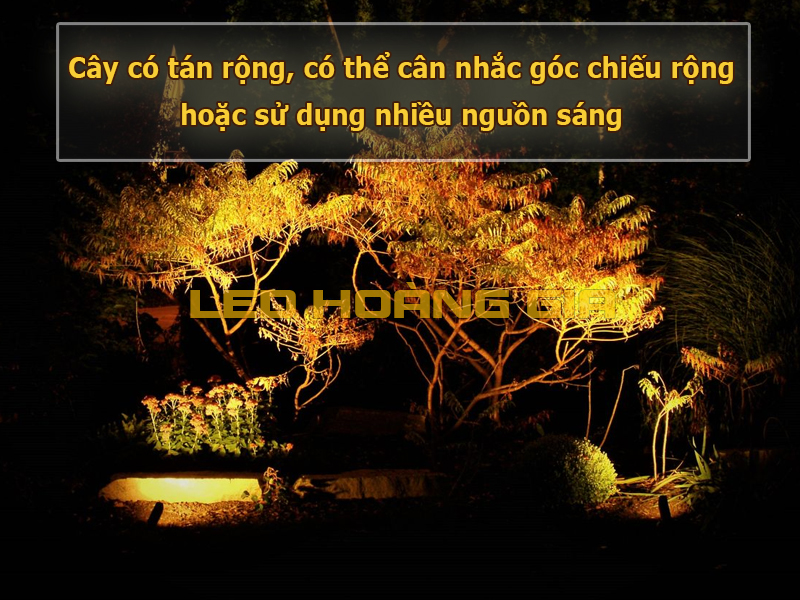 Cây tán rộng sử dụng nhiều nguồn sáng