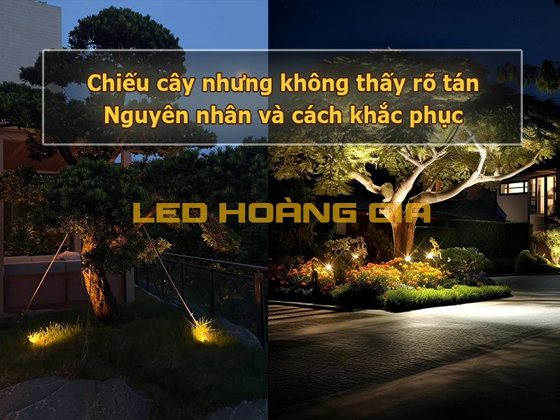 Chiếu cây nhưng không thấy rõ tán – nguyên nhân và cách khắc phục