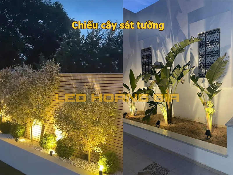 Chiếu cây sát tường
