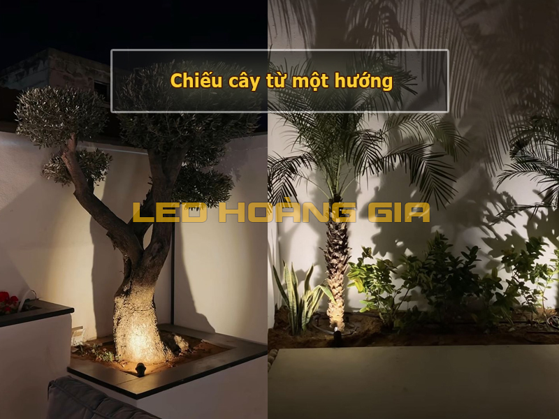 Chiếu cây tu 1 hướng