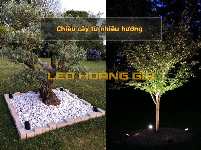Chiếu cây từ nhiều hướng