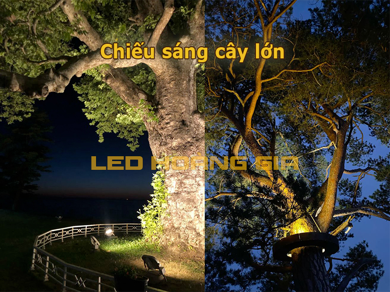Lắp đèn led chiếu sáng cây lớn