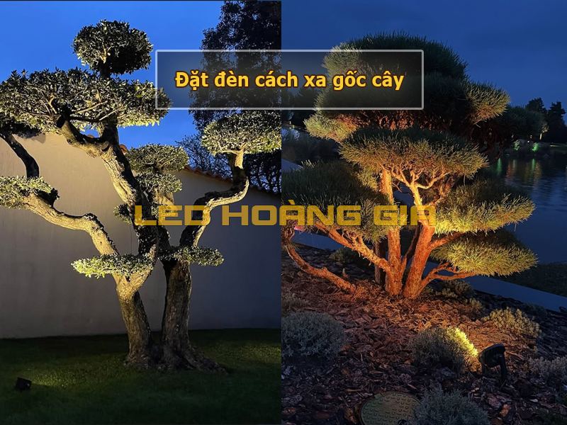Đặt đèn xa gốc cây