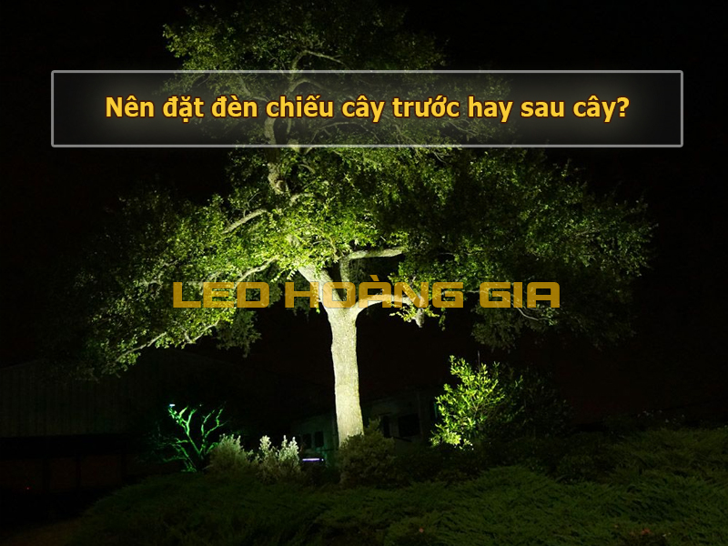 Nên đặt đèn chiếu cây trước hay sau cây?