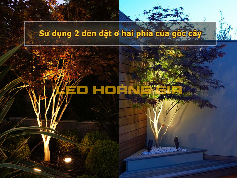 sử dụng 2 đèn đặt ở hai phía của gốc cây