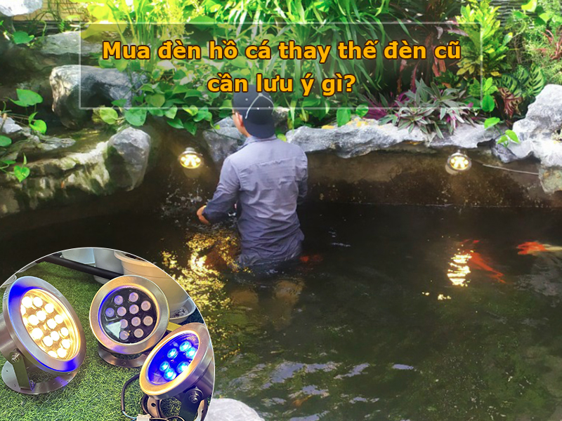 Mua đèn hồ cá thay thế đèn cũ cần lưu ý gì?